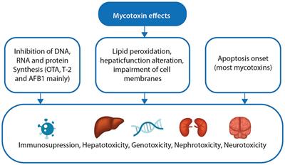 Mycotoxins and coccidiosis in poultry – co-occurrence, interaction, and effects